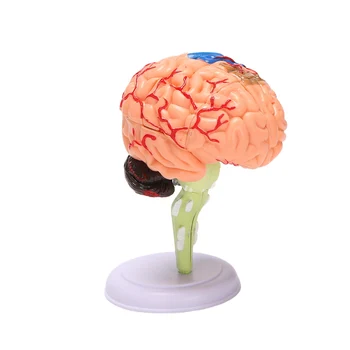 4D Asamblate Umane Anatomice Model Modelul Creierului, Structura Creierului Model, Student Predare și Explicație Model